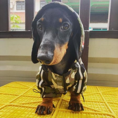 dachshund space shop barking jacket