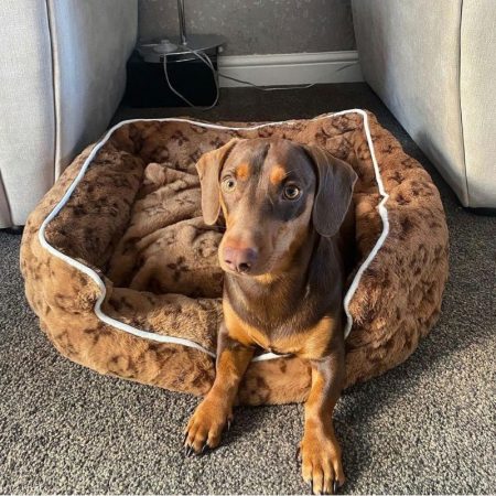 dachshund space shop chewy v print dog bed