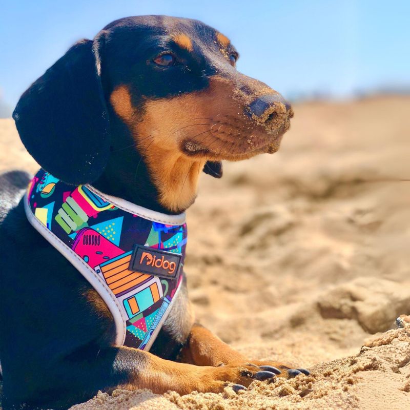 dachshund space shop colorful dachshund space harness
