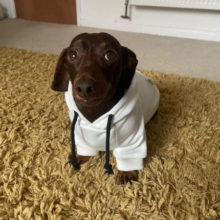 dachshund space shop cozy comfy dachshund hoodie