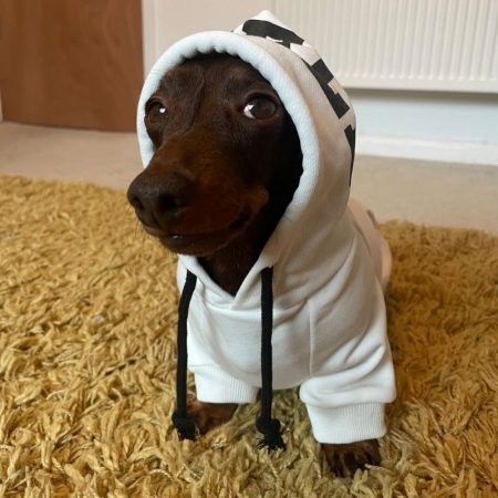 dachshund space shop cozy comfy dachshund hoodie