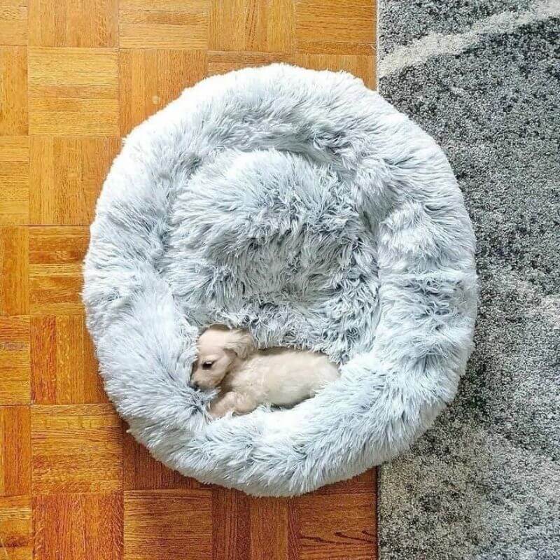 dachshund space shop dachshund donut bed