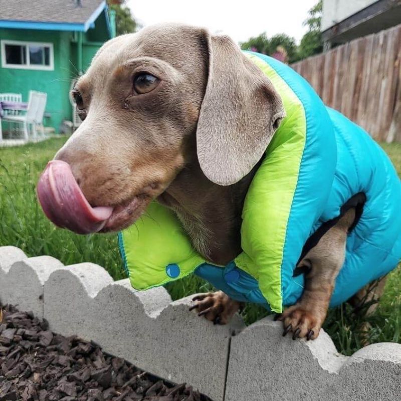 dachshund space shop dachshund reversible winter jacket