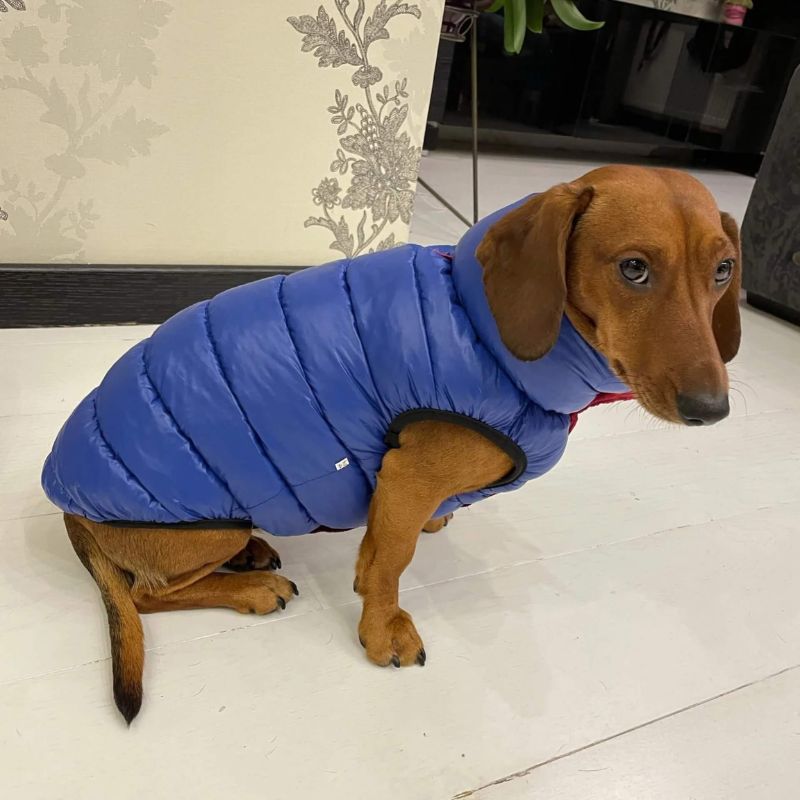 dachshund space shop dachshund reversible winter jacket