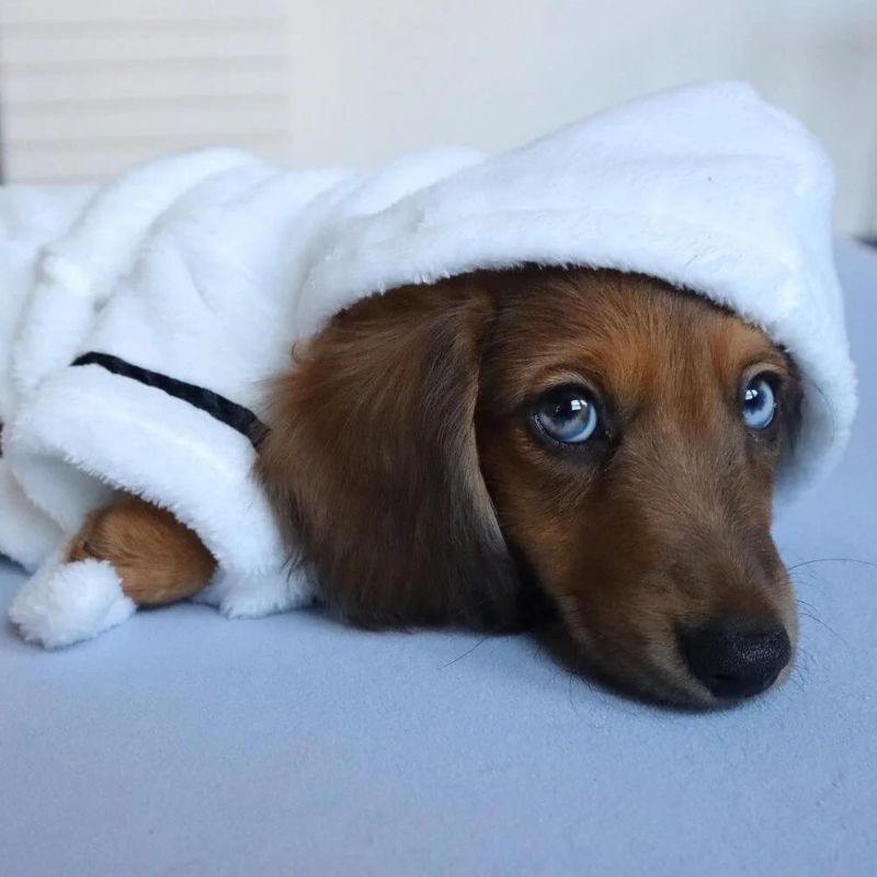 dachshund space shop dachshund robe