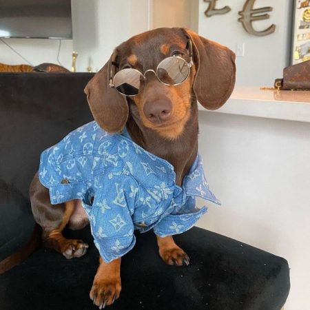 dachshund space shop chewy v denim dog jacket