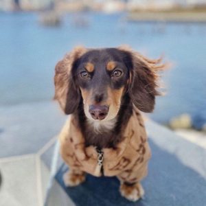 dachshund space shop chewy v faux fur dog jacket