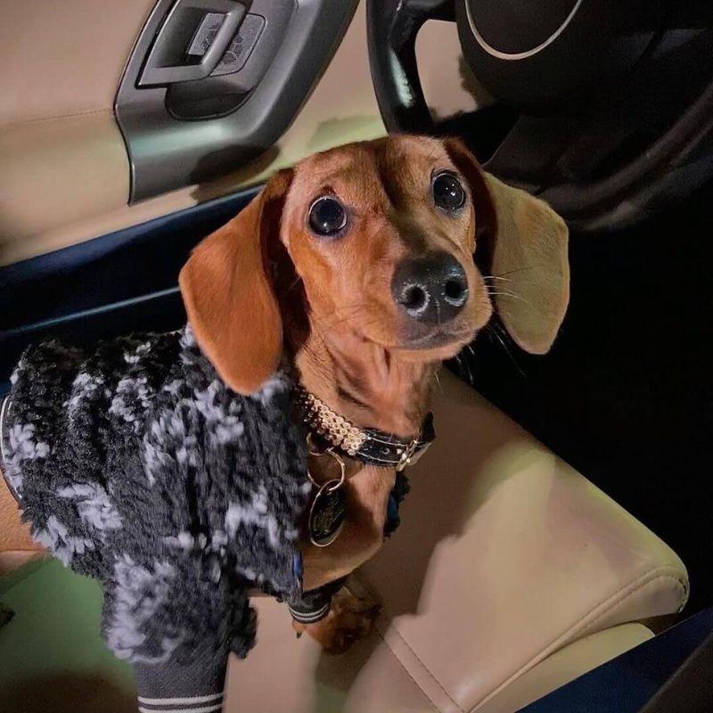 dachshund space shop chewy v shaggy dog hoodie black