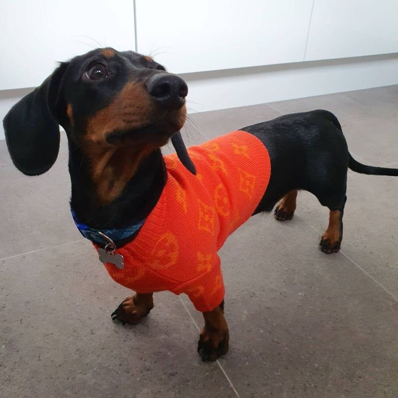 dachshund space shop chewy v sweater