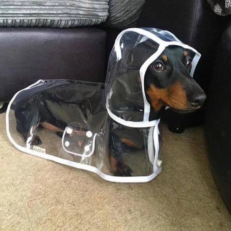 dachshund space shop dachshuhd space raincoat