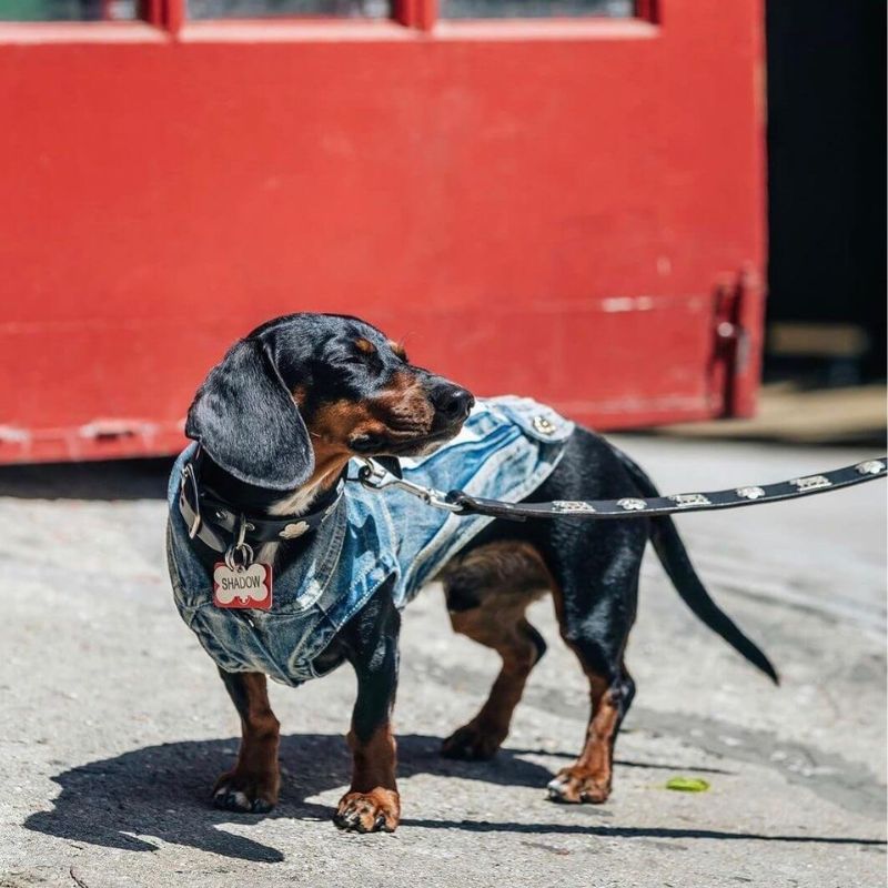 dachshund space shop denim jacket