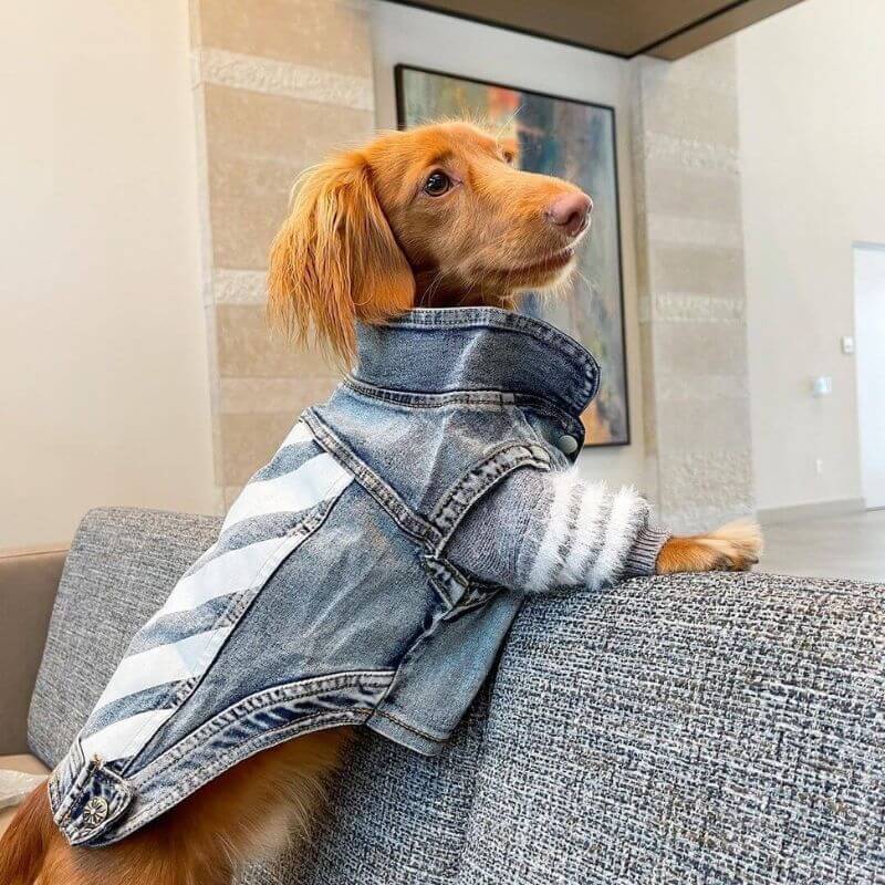 dachshund space shop denim jacket