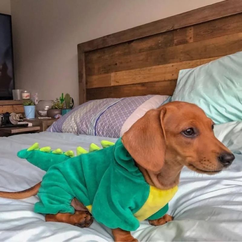 dachshund space shop dinosaur costume