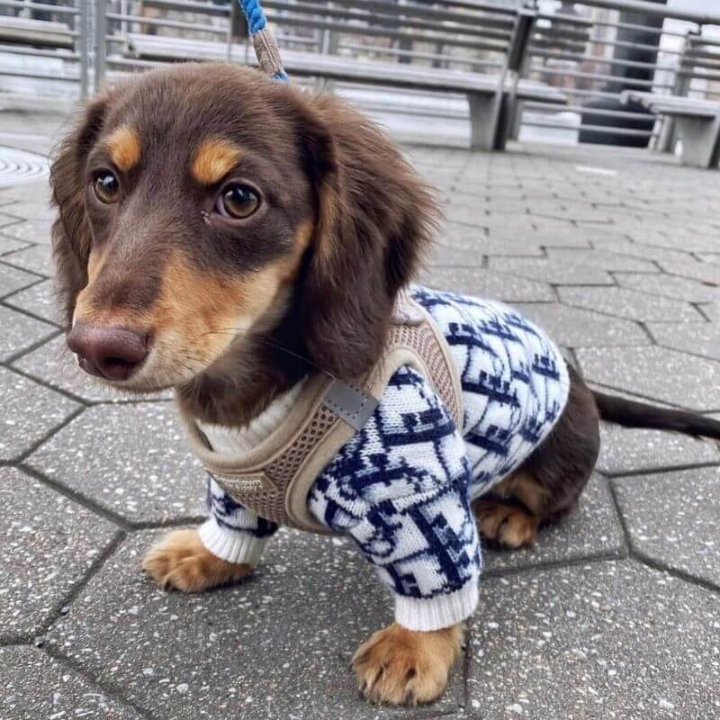 dachshund space shop dogior sweater