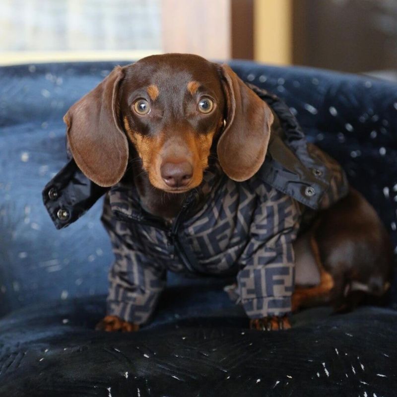 dachshund space shop dachshundspace furendi puffer jacket