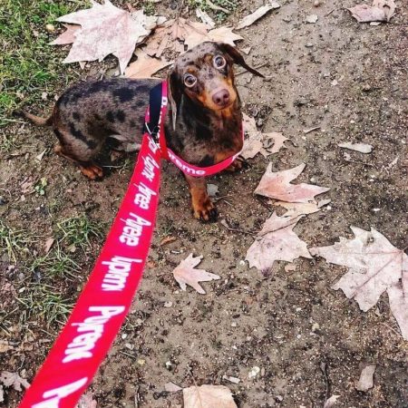 dachshund space shop pupreme harness leash