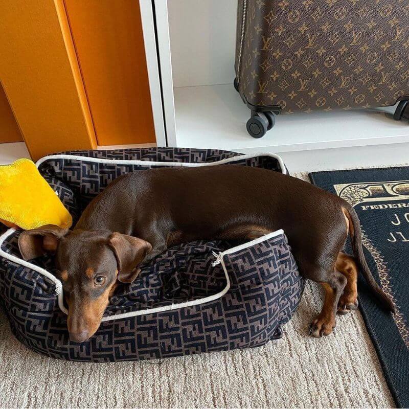 dachshund space shop fur baby bed