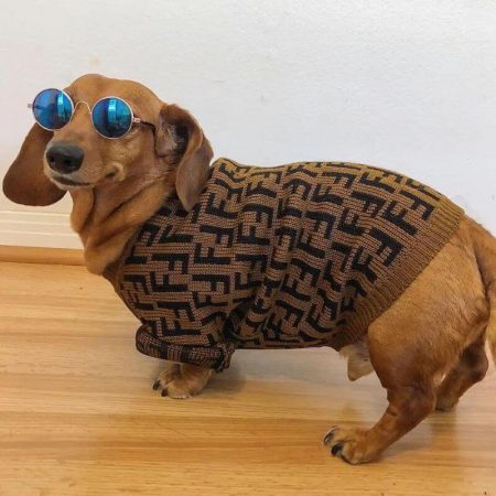 dachshund space shop fur baby coffee dog sweater