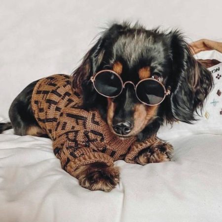 dachshund space shop fur baby coffee dog sweater