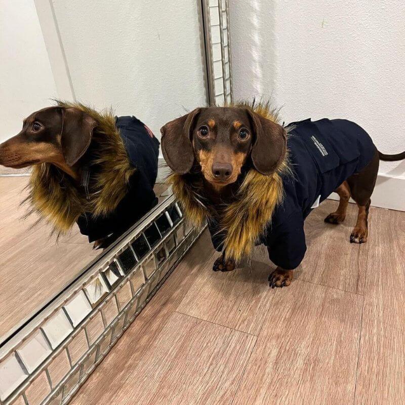 dachshund space shop parka dog coat