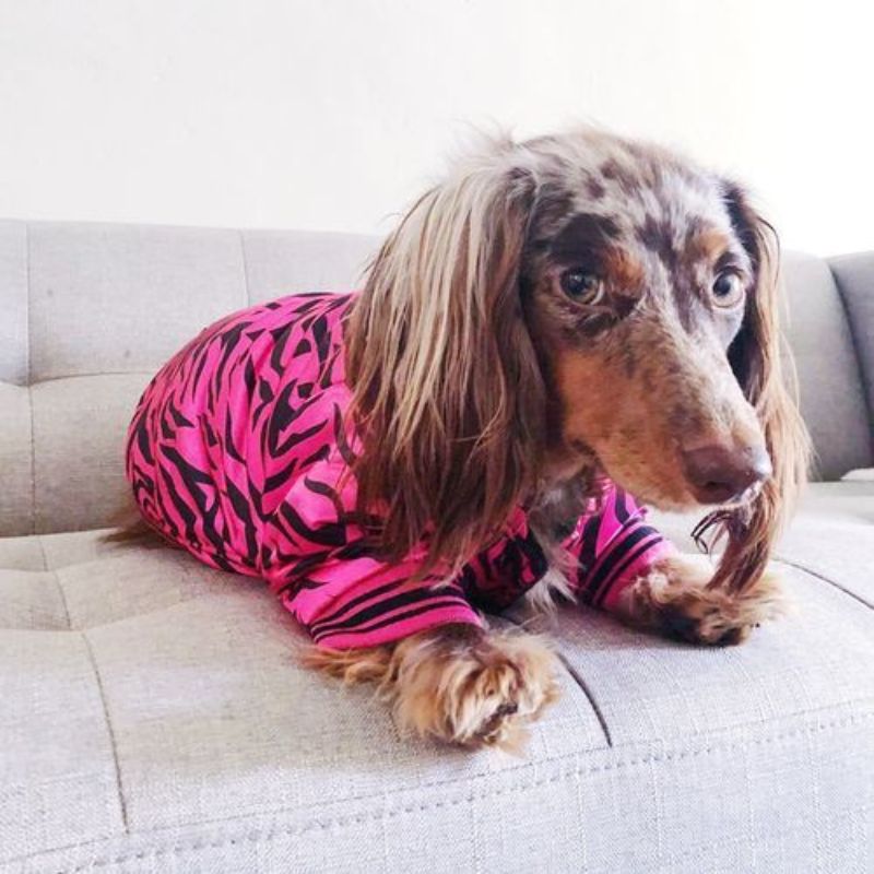 dachshund space shop pink zebra jacket