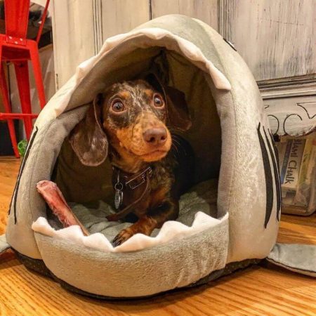 dachshund space shop pup shark bed