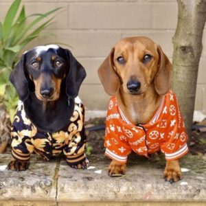 dachshund space shop pupreme bomber jacket Outfits For Wiener Dogs