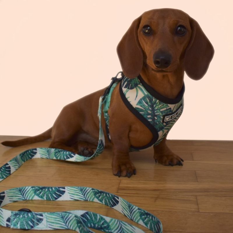 dachshund space shop vest harness leash