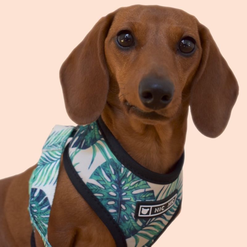 dachshund space shop vest harness leash