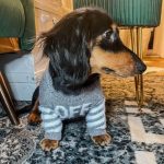 dachshund space shop woof grey sweater