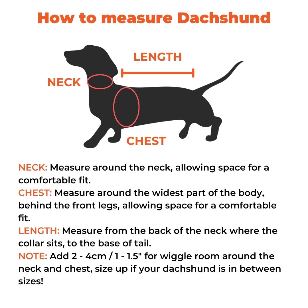 dachshund space size guide