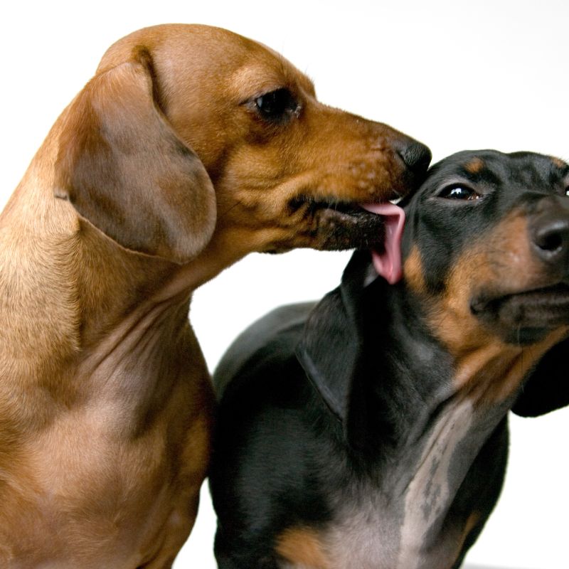 dachshunds lick dachshund space