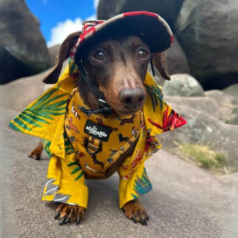 dachshund space aloha dachshund shirt
