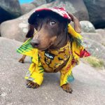 dachshund space aloha dachshund shirt