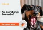 dachshund space are dachshunds aggressive