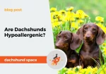 dachshund space are dachshunds hypoallergenic