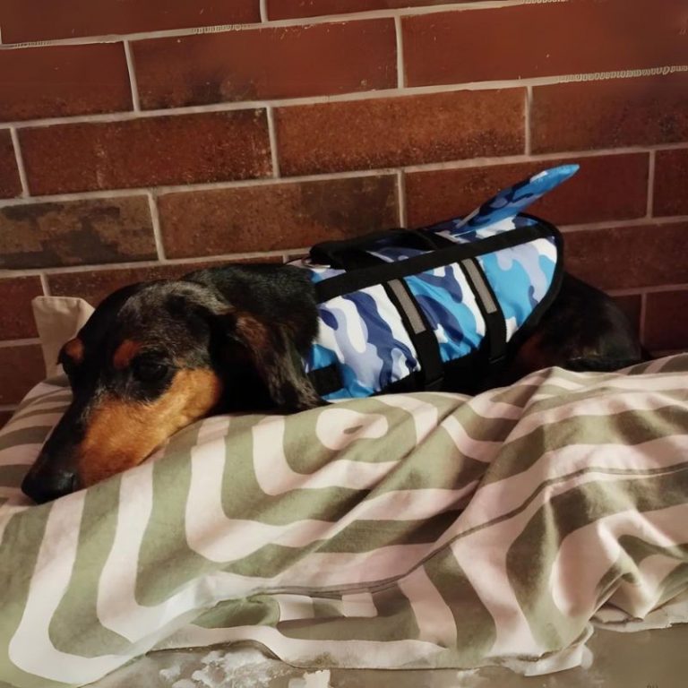 Camouflage Dachshund Swimming Vest photo review