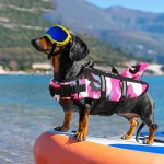 dachshund space camouflage dachshund swimming vest
