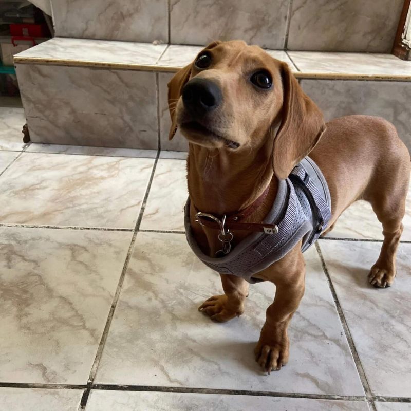 dachshund space dachshund reflective harness leash