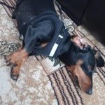 dachshund space dachshund reflective harness leash