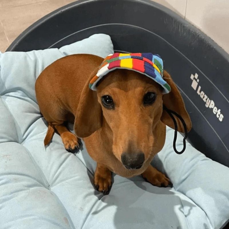 dachshund space graphic doxie baseball hat