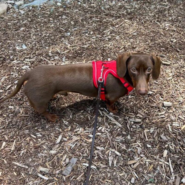 Dachshund Space Harness & Leash photo review