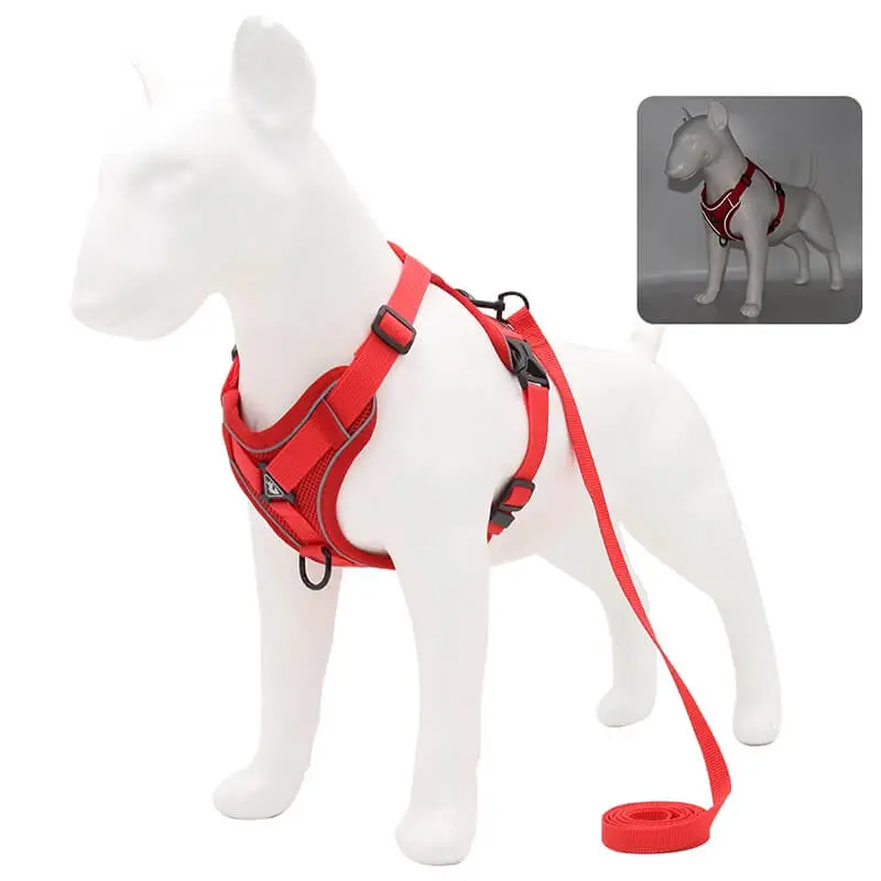 dachshund space harness leash