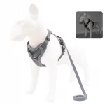 dachshund space harness leash