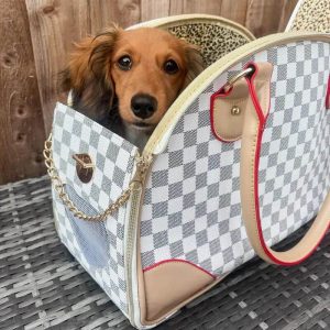 dachshund space luxury transporter