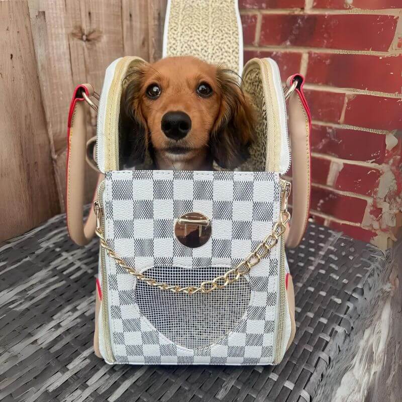 Mini Dachshund in Louis Vuitton purse  Mini dachshund, Dachshund, Louis  vuitton purse