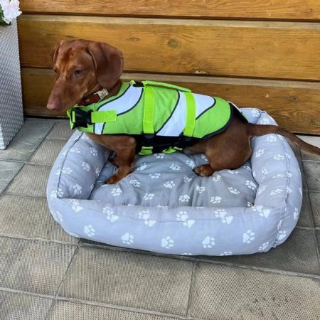 dachshund space nemo dachshund life jacket