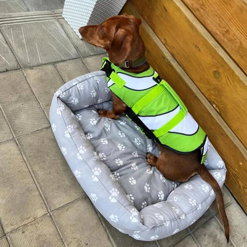 dachshund space nemo dachshund life jacket