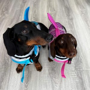 dachshund space sharky dachshund life jacket
