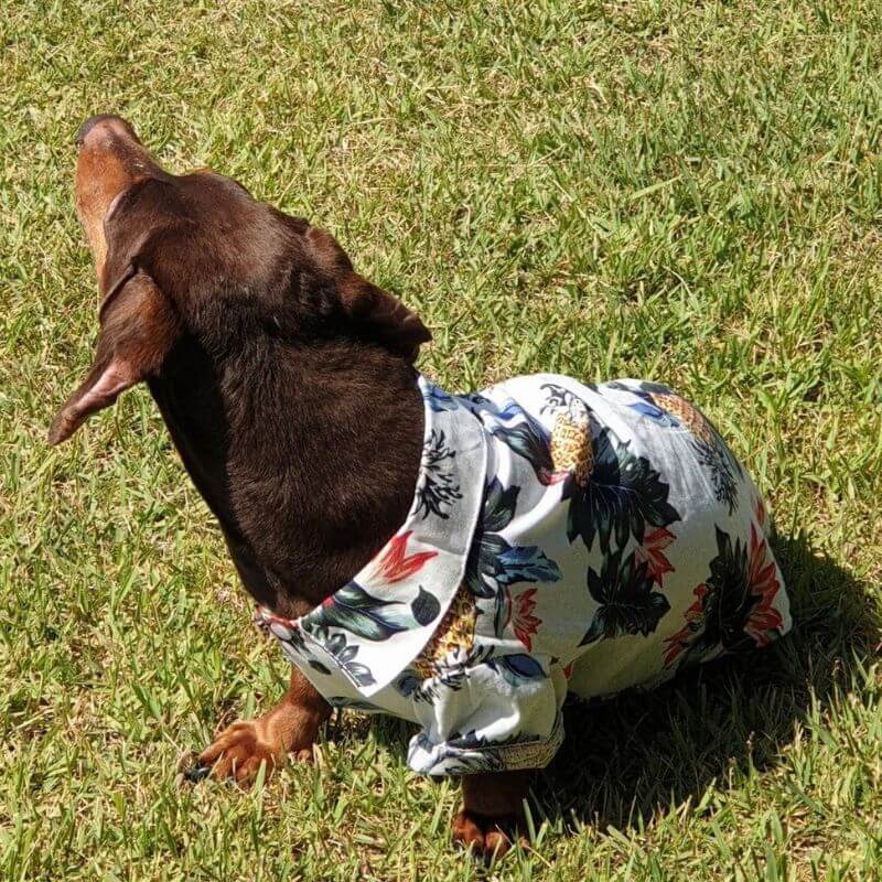 dachshund space shop hawaiian shirts
